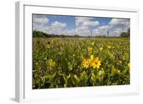 Wetland Sunflowers, Emergent Aquatic Flora, Brazos Bend State Park Marsh, Texas, USA-Larry Ditto-Framed Photographic Print