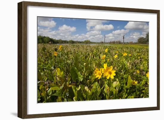 Wetland Sunflowers, Emergent Aquatic Flora, Brazos Bend State Park Marsh, Texas, USA-Larry Ditto-Framed Photographic Print