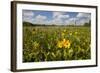 Wetland Sunflowers, Emergent Aquatic Flora, Brazos Bend State Park Marsh, Texas, USA-Larry Ditto-Framed Photographic Print