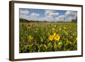 Wetland Sunflowers, Emergent Aquatic Flora, Brazos Bend State Park Marsh, Texas, USA-Larry Ditto-Framed Photographic Print