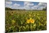 Wetland Sunflowers, Emergent Aquatic Flora, Brazos Bend State Park Marsh, Texas, USA-Larry Ditto-Mounted Photographic Print