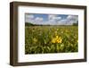 Wetland Sunflowers, Emergent Aquatic Flora, Brazos Bend State Park Marsh, Texas, USA-Larry Ditto-Framed Photographic Print