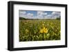 Wetland Sunflowers, Emergent Aquatic Flora, Brazos Bend State Park Marsh, Texas, USA-Larry Ditto-Framed Photographic Print