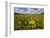 Wetland Sunflowers, Emergent Aquatic Flora, Brazos Bend State Park Marsh, Texas, USA-Larry Ditto-Framed Photographic Print