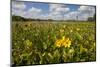 Wetland Sunflowers, Emergent Aquatic Flora, Brazos Bend State Park Marsh, Texas, USA-Larry Ditto-Mounted Photographic Print