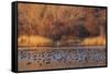 Wetland sunset-Ken Archer-Framed Stretched Canvas