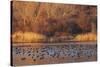 Wetland sunset-Ken Archer-Stretched Canvas