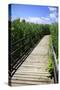 Wetland Walkway II-Alan Hausenflock-Stretched Canvas