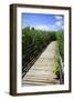 Wetland Walkway II-Alan Hausenflock-Framed Photographic Print