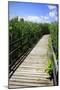 Wetland Walkway II-Alan Hausenflock-Mounted Photographic Print