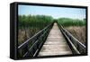 Wetland Walkway III-Alan Hausenflock-Framed Stretched Canvas