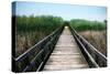 Wetland Walkway III-Alan Hausenflock-Stretched Canvas