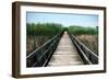 Wetland Walkway III-Alan Hausenflock-Framed Photographic Print