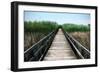 Wetland Walkway III-Alan Hausenflock-Framed Photographic Print