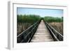 Wetland Walkway III-Alan Hausenflock-Framed Photographic Print