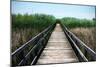 Wetland Walkway III-Alan Hausenflock-Mounted Photographic Print