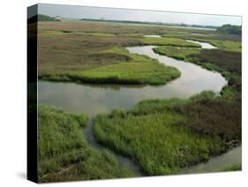 Wetlands of the Cooper River, North Charleston Area, South Carolina, USA-Maxwell Duncan-Stretched Canvas