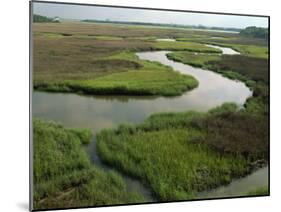 Wetlands of the Cooper River, North Charleston Area, South Carolina, USA-Maxwell Duncan-Mounted Photographic Print