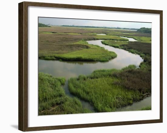 Wetlands of the Cooper River, North Charleston Area, South Carolina, USA-Maxwell Duncan-Framed Photographic Print