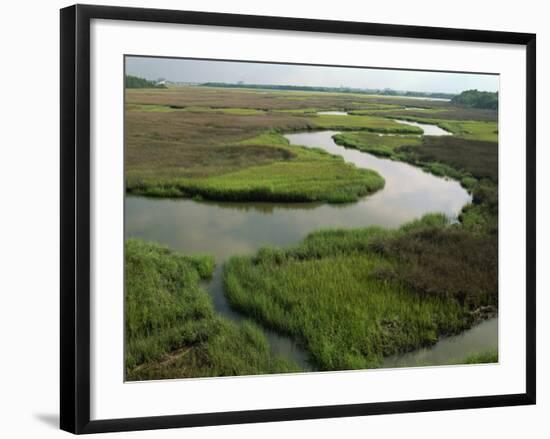 Wetlands of the Cooper River, North Charleston Area, South Carolina, USA-Maxwell Duncan-Framed Photographic Print
