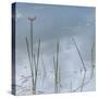 Wetlands Reflections-Richard T. Nowitz-Stretched Canvas