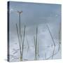 Wetlands Reflections-Richard T. Nowitz-Stretched Canvas