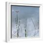 Wetlands Reflections-Richard T. Nowitz-Framed Photographic Print