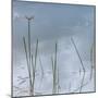 Wetlands Reflections-Richard T. Nowitz-Mounted Photographic Print