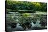 Wetlands-Wolterk-Stretched Canvas