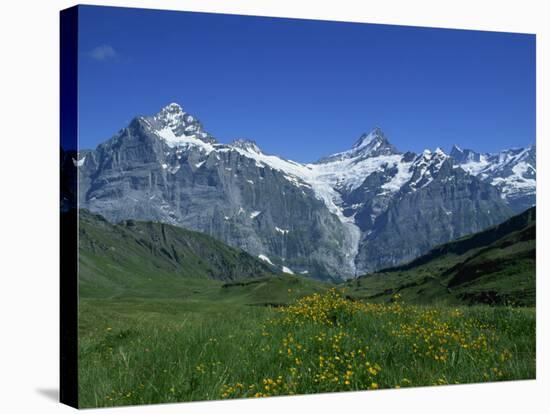 Wetterhorn and Schreckhorn Viewed from First in the Bernese Oberland, Switzerland, Europe-Hans Peter Merten-Stretched Canvas