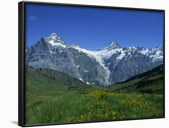 Wetterhorn and Schreckhorn Viewed from First in the Bernese Oberland, Switzerland, Europe-Hans Peter Merten-Framed Photographic Print