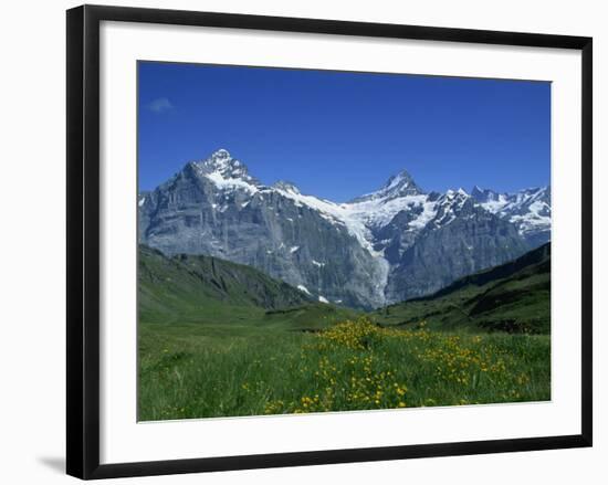 Wetterhorn and Schreckhorn Viewed from First in the Bernese Oberland, Switzerland, Europe-Hans Peter Merten-Framed Photographic Print