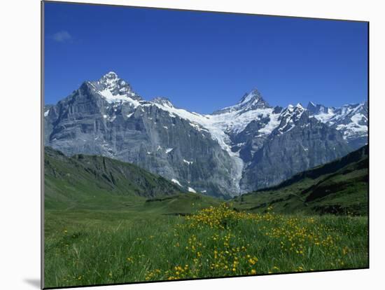 Wetterhorn and Schreckhorn Viewed from First in the Bernese Oberland, Switzerland, Europe-Hans Peter Merten-Mounted Photographic Print