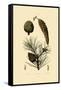 Weymouth Pine, 1833-39-null-Framed Stretched Canvas