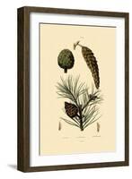 Weymouth Pine, 1833-39-null-Framed Giclee Print