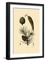 Weymouth Pine, 1833-39-null-Framed Giclee Print