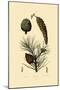 Weymouth Pine, 1833-39-null-Mounted Giclee Print