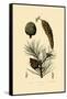 Weymouth Pine, 1833-39-null-Framed Stretched Canvas