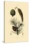 Weymouth Pine, 1833-39-null-Stretched Canvas