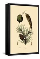 Weymouth Pine, 1833-39-null-Framed Stretched Canvas