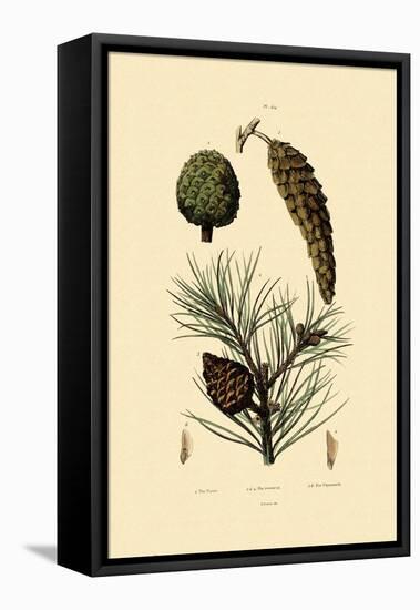 Weymouth Pine, 1833-39-null-Framed Stretched Canvas