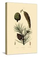 Weymouth Pine, 1833-39-null-Stretched Canvas