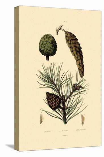 Weymouth Pine, 1833-39-null-Stretched Canvas
