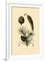 Weymouth Pine, 1833-39-null-Framed Giclee Print