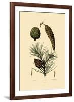 Weymouth Pine, 1833-39-null-Framed Giclee Print