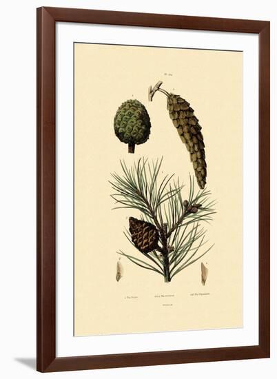 Weymouth Pine, 1833-39-null-Framed Giclee Print