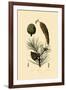 Weymouth Pine, 1833-39-null-Framed Giclee Print