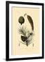 Weymouth Pine, 1833-39-null-Framed Giclee Print