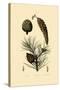 Weymouth Pine, 1833-39-null-Stretched Canvas