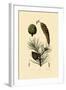 Weymouth Pine, 1833-39-null-Framed Giclee Print